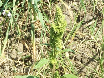 Chenopodium o Amaranthus ? - Amaranthus sp.
